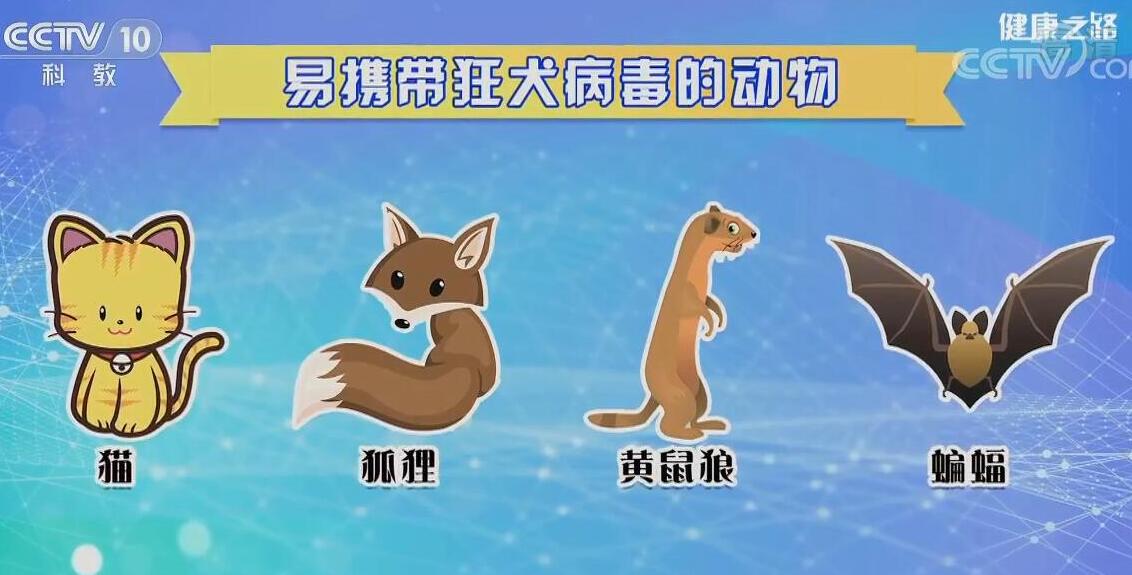 动物携带狂犬病毒