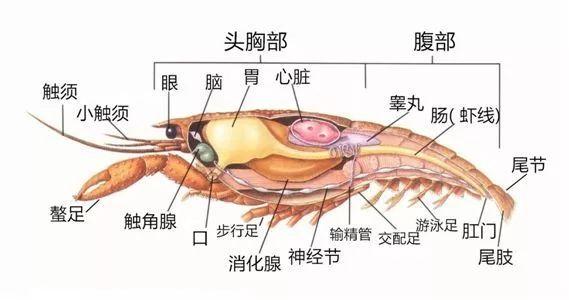 小龙虾3