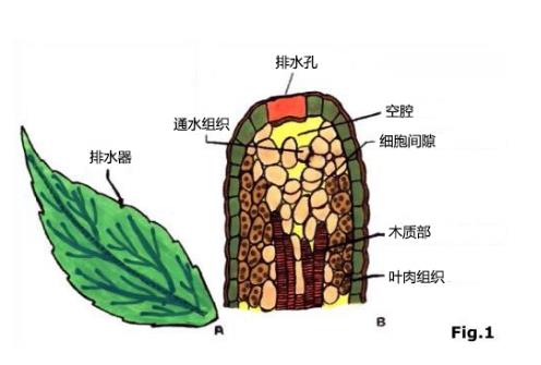 植物吐水2